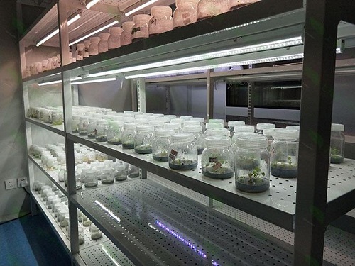 佛山植物组织培养实验室设计建设方案